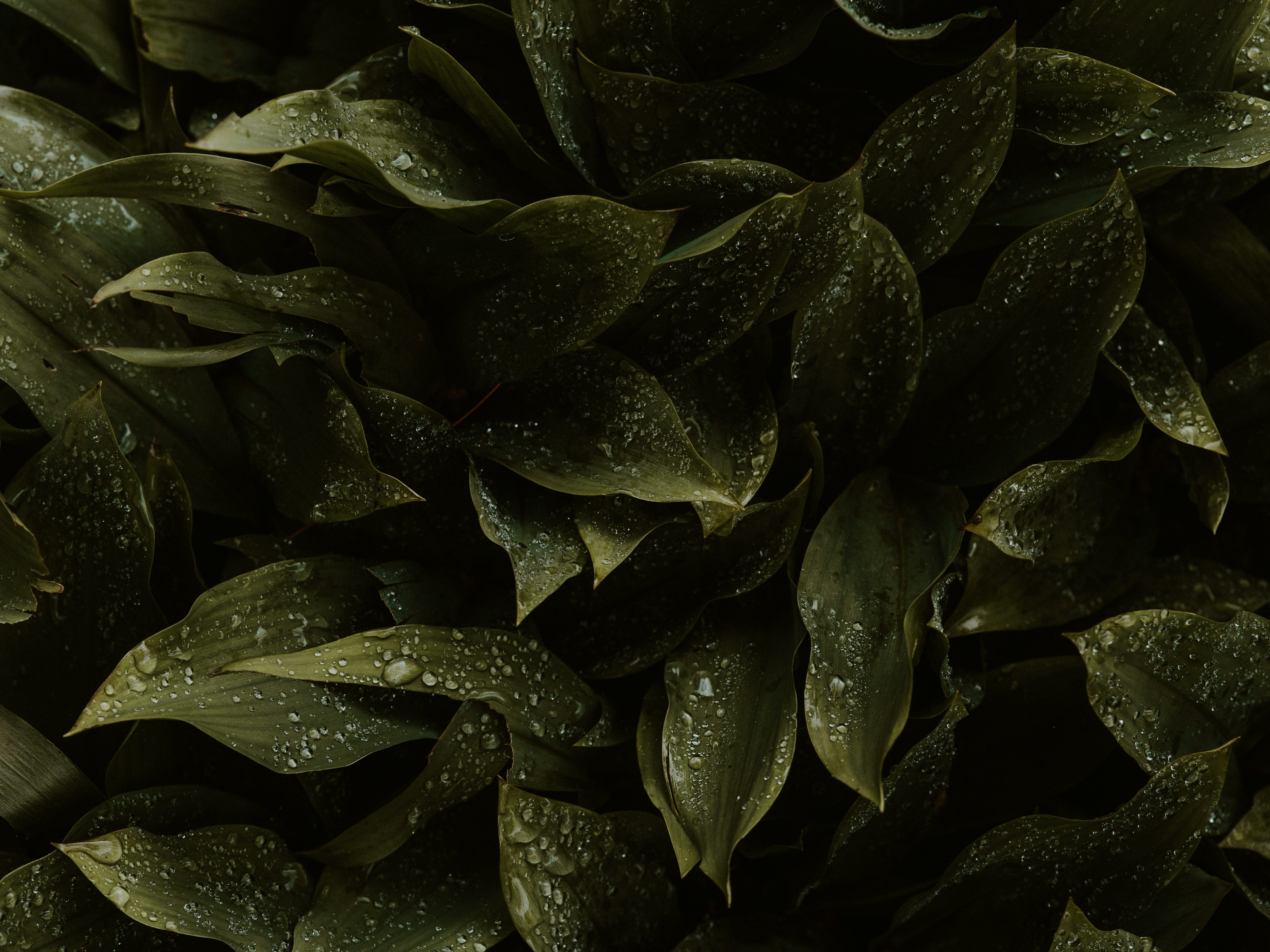 green leaves with water droplets